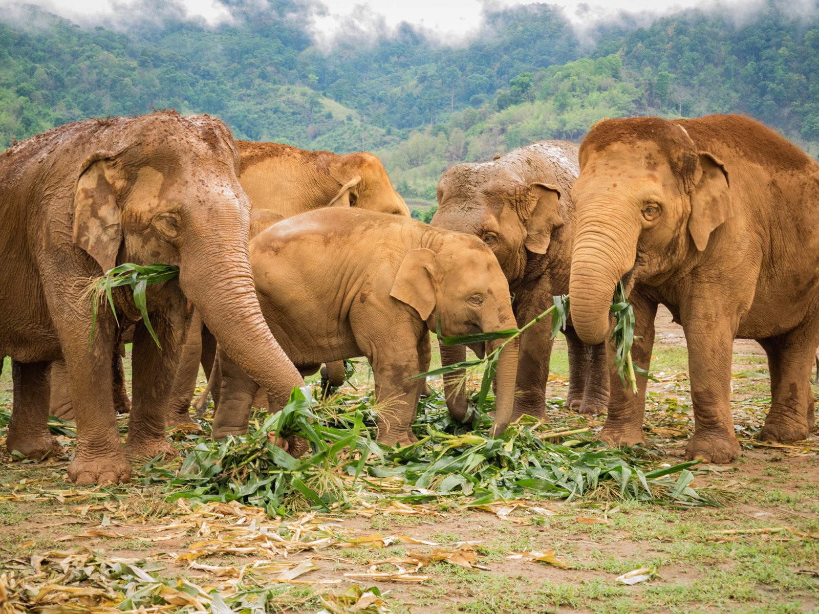 Plan Vacation In Thailand To Know Real Age Group You Be… Quiz Riding an elephant