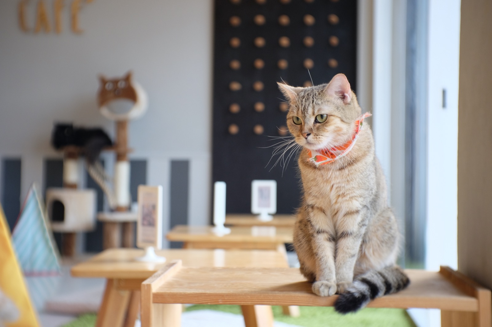 Plan Vacation in Thailand to Know Real Age Group You Be… Quiz Cat Cafe