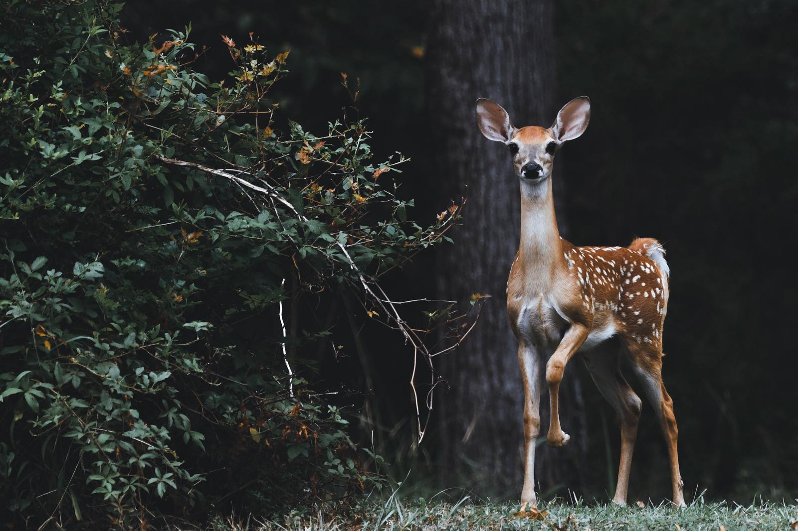 You got: Herbivore! Are You a Carnivore, Herbivore, or Omnivore?