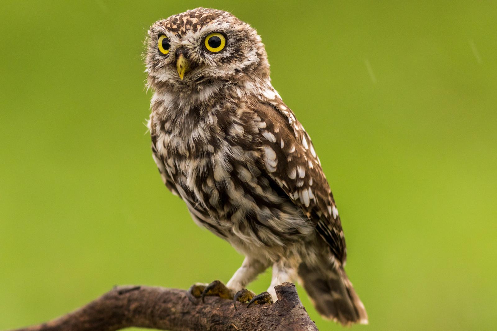 Bird Identification Quiz Owl