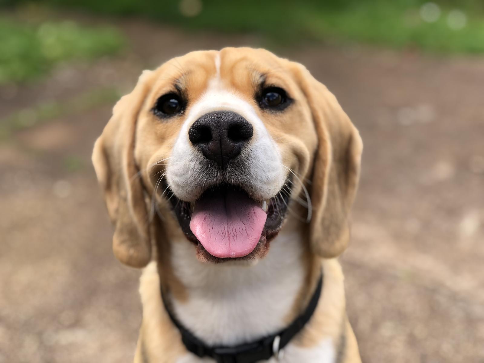 Spend the Most Ideal Day to Find Out the Exact Number of Kids You’re Having Dog