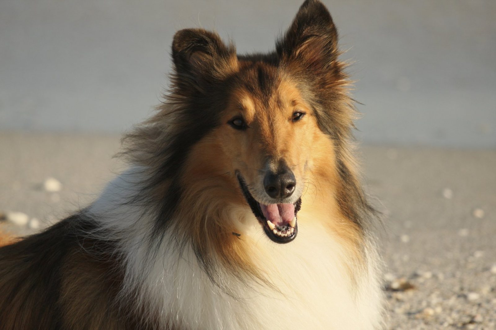 Movie Dogs Quiz Lassie