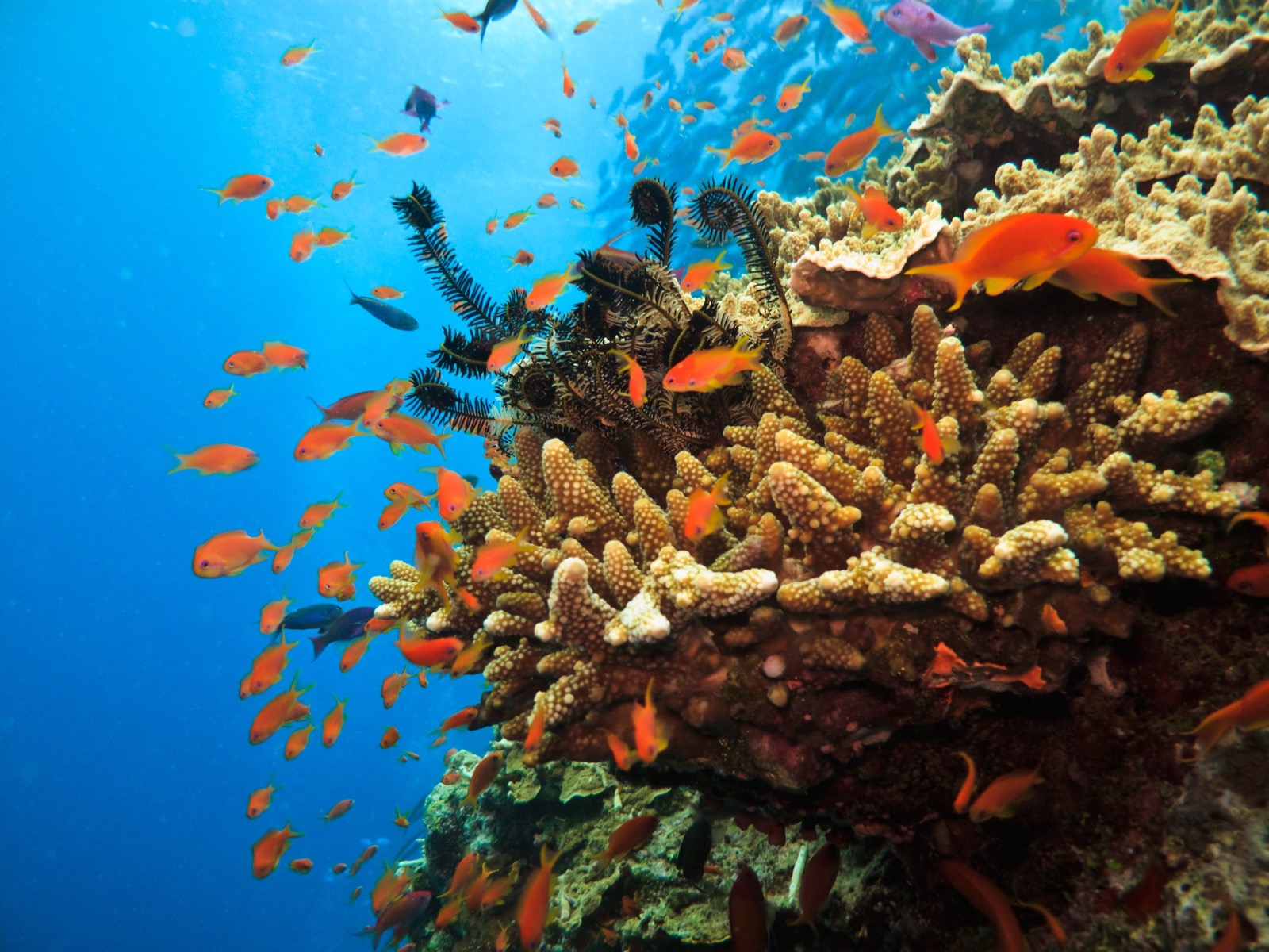 What Type Of Dolphin Are You? Quiz Coral reef