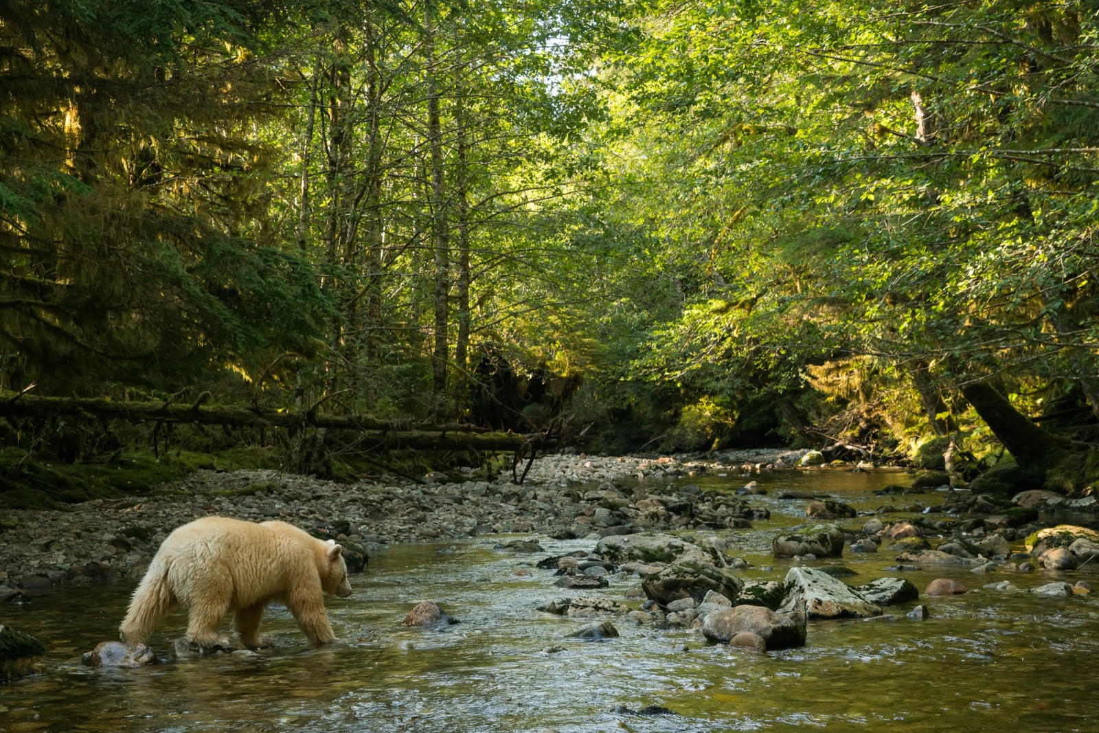 We Know How Brave You Are Based on the Adventurous Activities You Are Willing to Take Part in Spot a Kermode bear in the Great Bear Rainforest