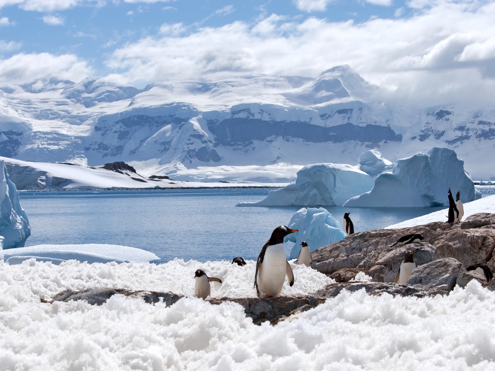 Arctic Vs Antarctic Penguins in Antarctica