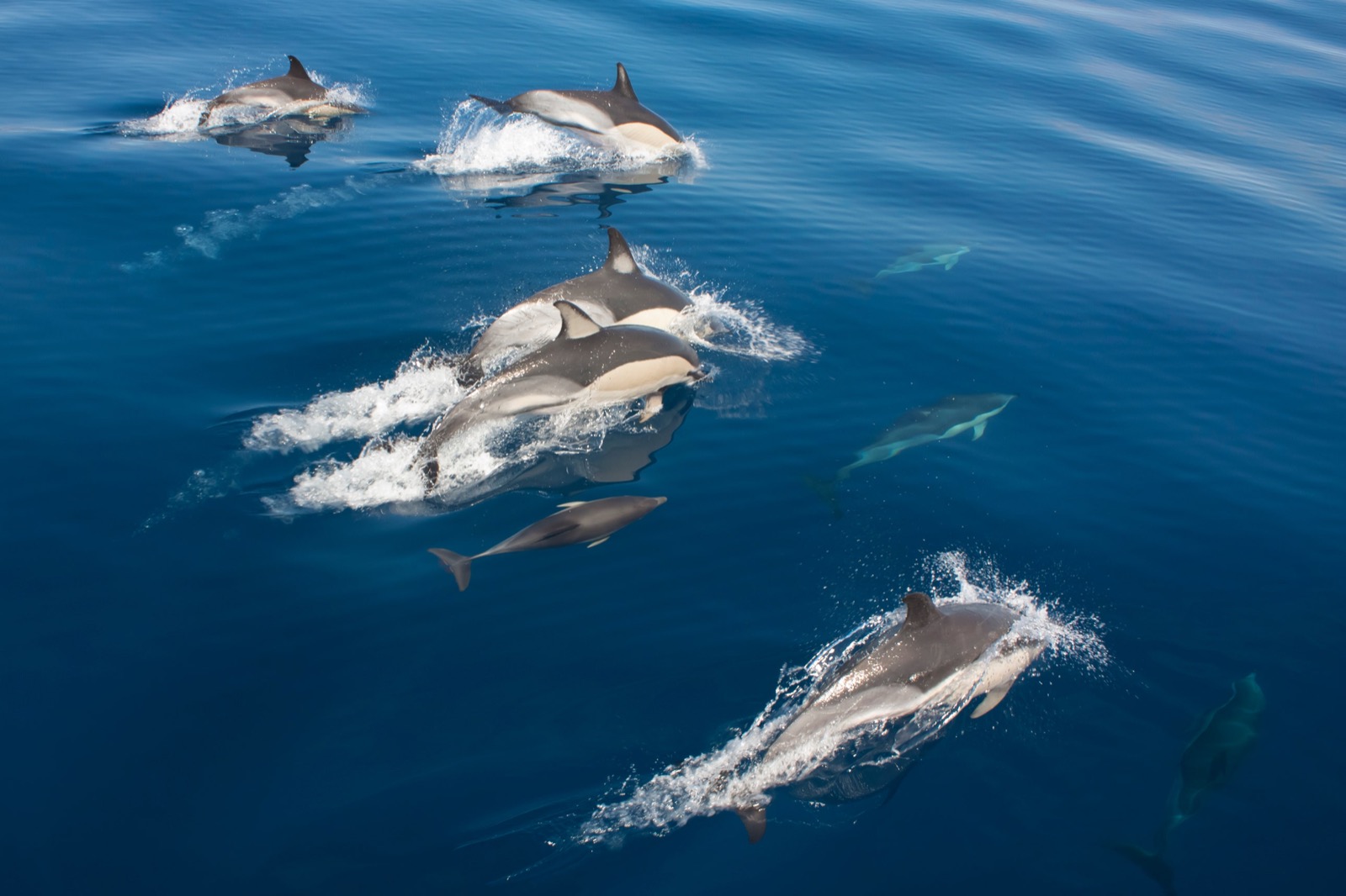 We Know How Brave You Are Based on the Adventurous Activities You Are Willing to Take Part in Swim with wild dolphins in the Azores