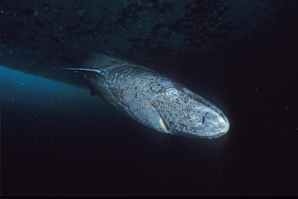 World Animal Day Quiz Greenland shark