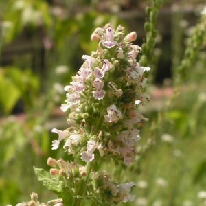This Animal Quiz Might Not Be Hardest One You've Ever Taken, But It Certainly Isn't Easy Catnip