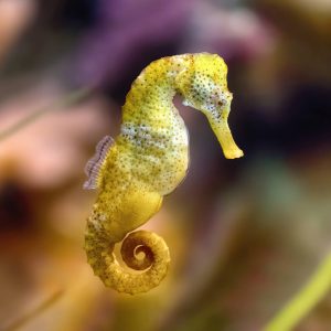 Can We Accurately Guess Your Zodiac Element Just by the Team of Animals You Build? Seahorse