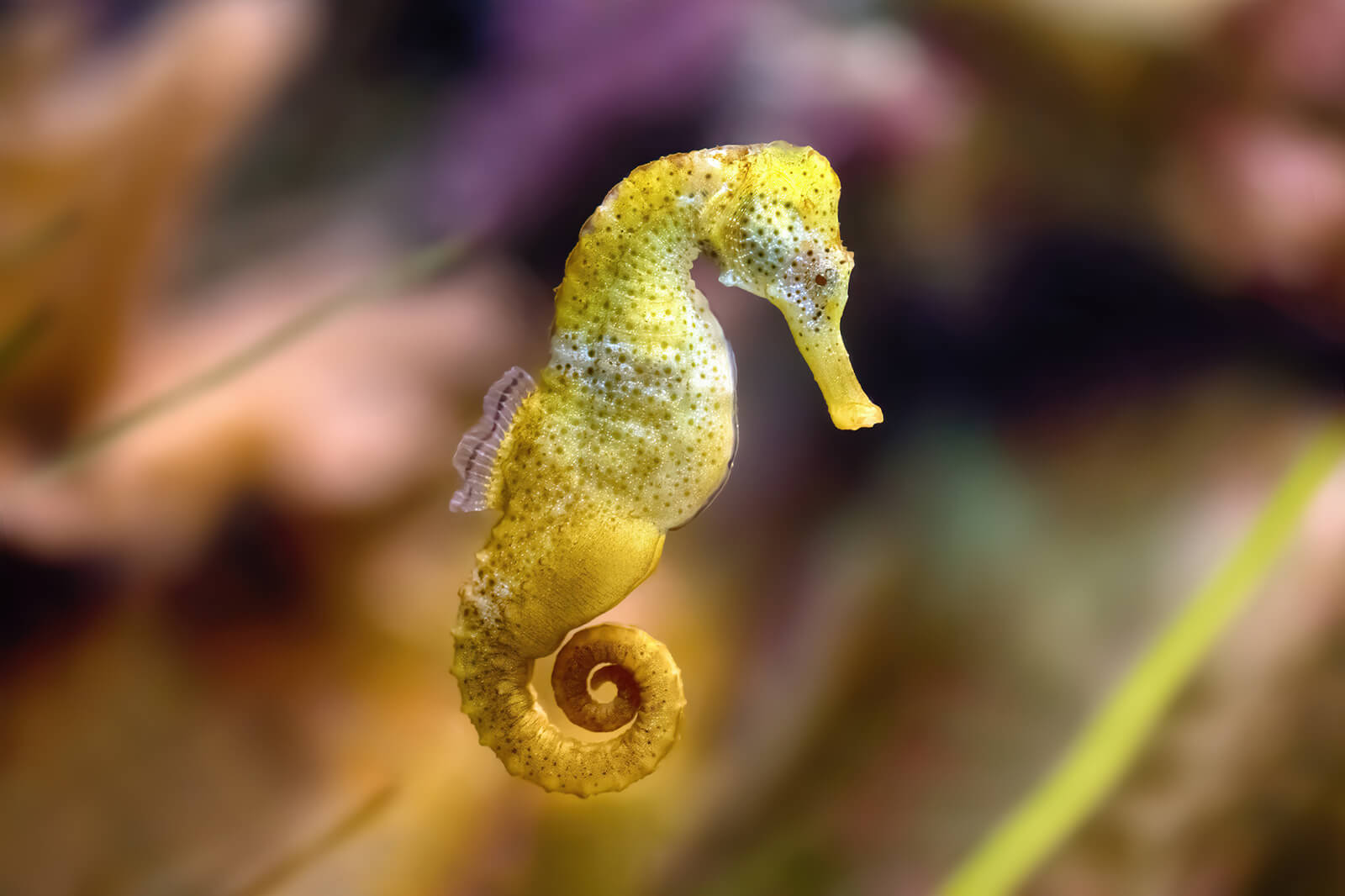 This Animal Quiz Might Not Be Hardest 1 You've Ever Taken, But It Certainly Isn't Easy Seahorse