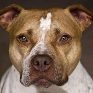 🐕 Help These Celebrities Adopt a Dog to Find Out Who Your Celeb BFF Is Pit Bull