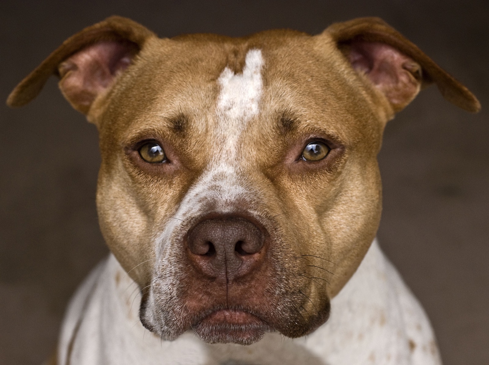 This Animal Quiz Might Not Be Hardest 1 You've Ever Taken, But It Certainly Isn't Easy American pit bull terrier