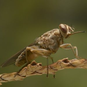 Second Largest Animals Tsetse fly