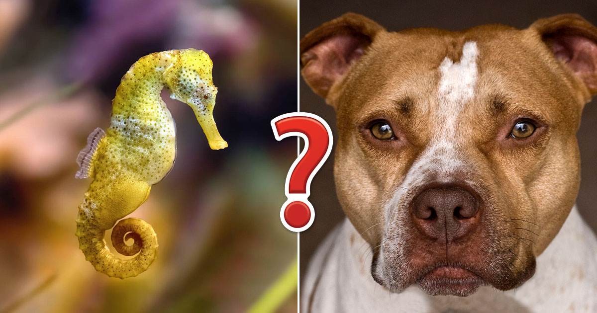 This Animal Quiz Might Not Be The Hardest One You've Ever Taken, But It  Certainly Isn't Easy