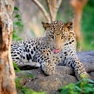 Alphabet Animals Pet Quiz Leopard