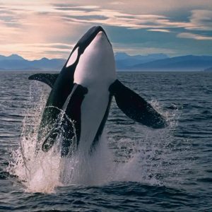 Can We Accurately Guess Your Zodiac Element Just by the Team of Animals You Build? Orca