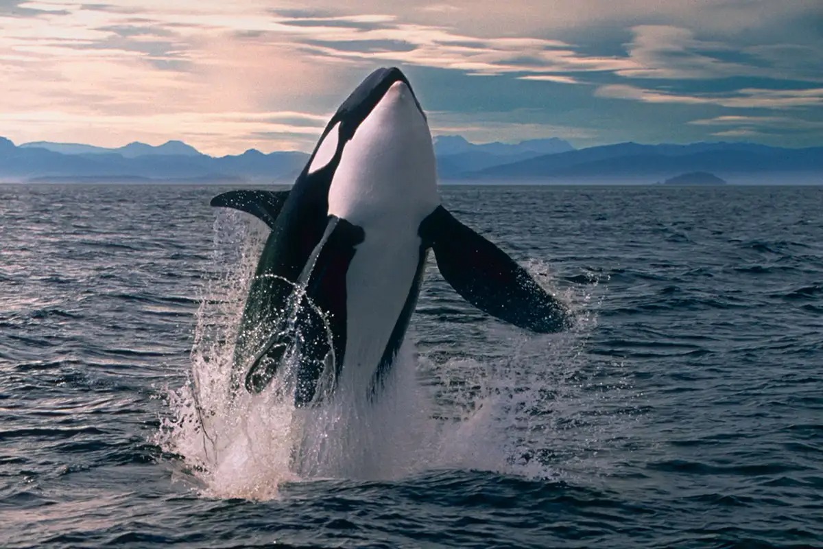 Which Of The Following Statements Is True? Orca