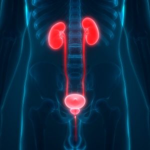 Do You Know Enough About Science To Answer 19 Of 25 Que… Quiz Renal system