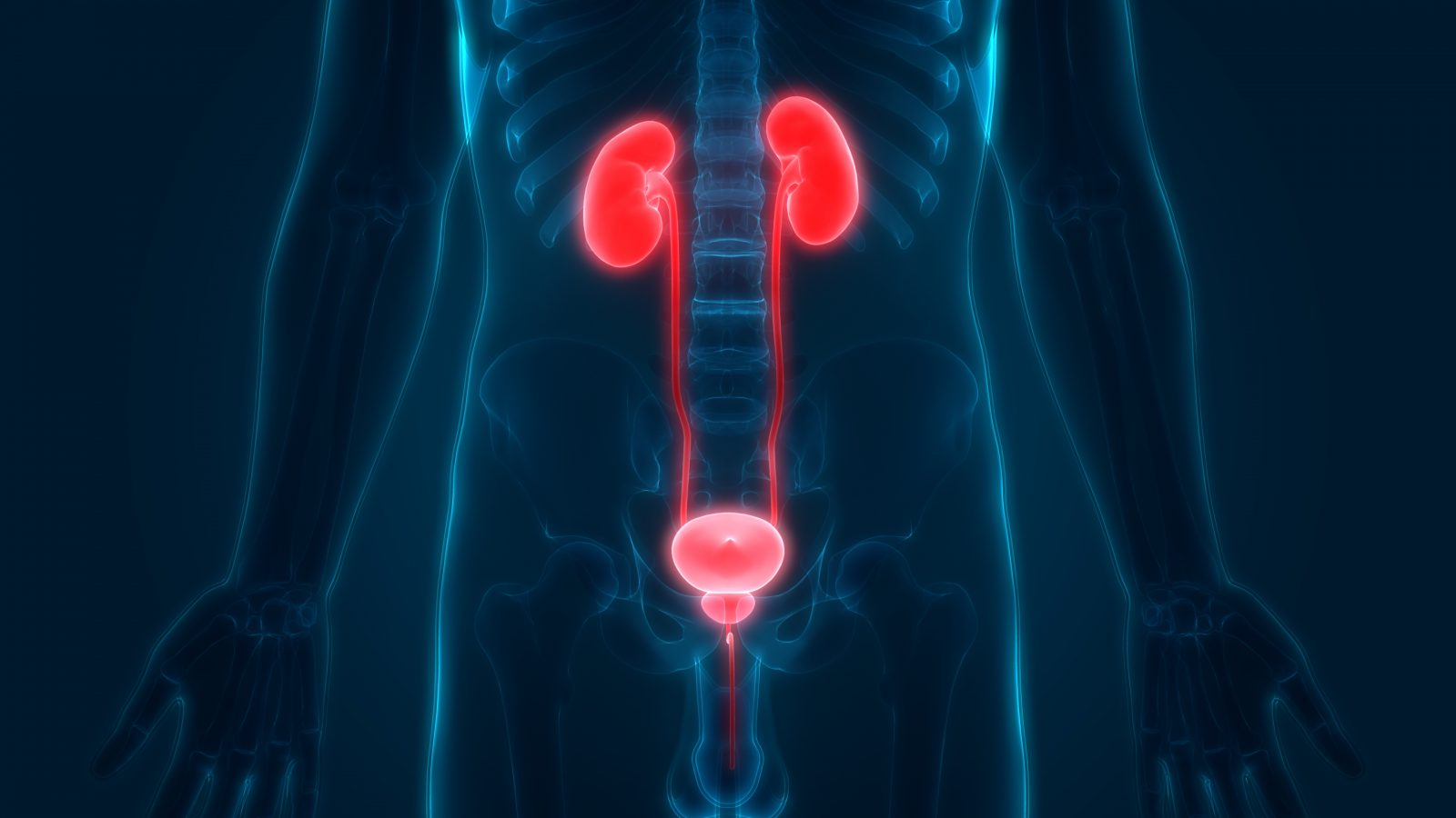 U Trivia Quiz Renal urinary system