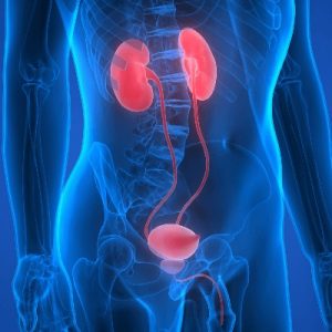 Oh, You’re a Science Champion? 🤓 Prove It by Getting Better Than 15/20 on This Test Renal system