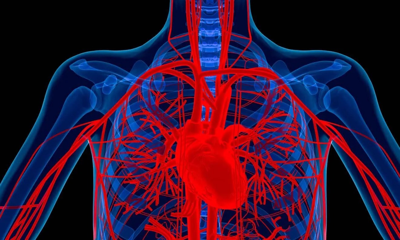 Heart Trivia Questions And Answers Quiz Circulatory system