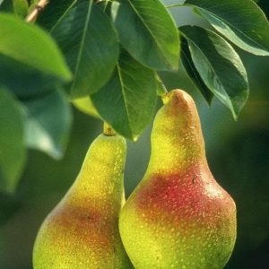 Fruit Trivia Quiz Pears