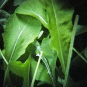 Build Fast Food Value Meal & I'll Guess Month You Were … Quiz Arugula