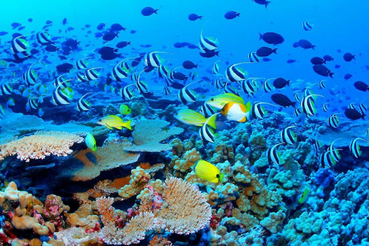 Where on Earth Are You? 🌍 Only a Geography Specialist Can Get a Perfect Score on This Quiz Great Barrier Reef