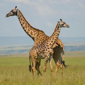 Can We Guess If You’re a Boomer, Gen X’er, Millennial or Gen Z’er Just Based on Your ✈️ Travel Preferences? Maasai Mara safari, Kenya