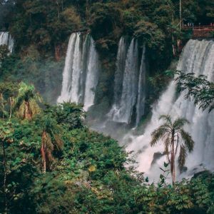 Penguin Trivia Quiz South America