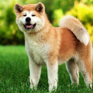 We’ve Gone to the Dogs! 🐕 Can You Ace This 20-Question Dog Quiz? Akita Inu