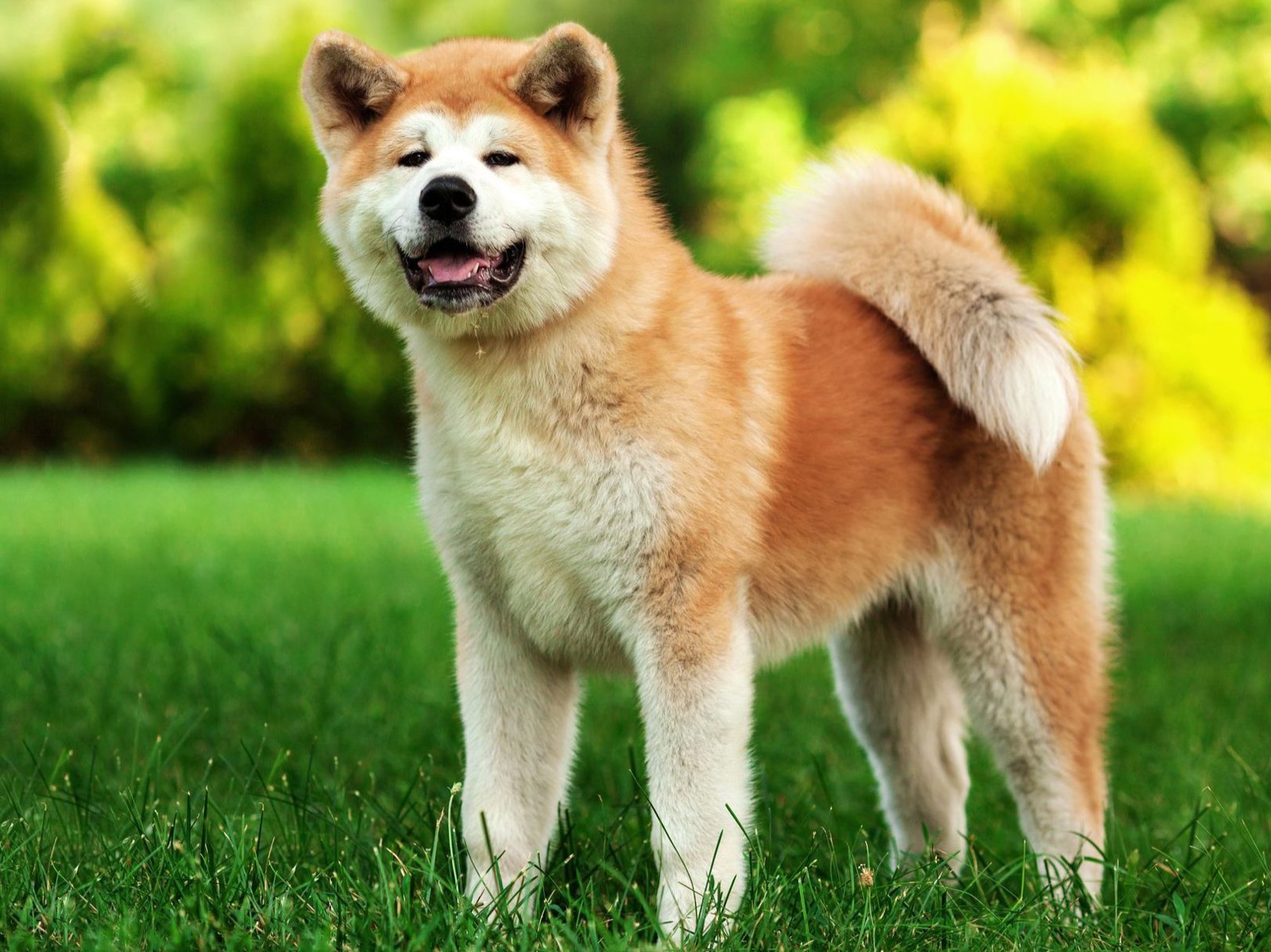 Only the Biggest Dog Lovers Can Identify All 20 of These Breeds 🐾 — Can You? Akita Inu