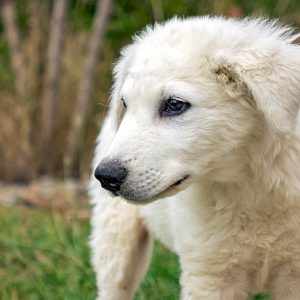 If You Want to Know the Number of 👶🏻 Kids You’ll Have, Choose Some 🐶 Dogs to Find Out Kuvasz