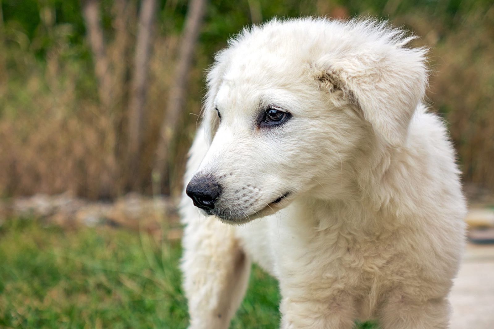 It’s OK If You Don’t Know That Many Dog Breeds. 🐶 Take This Quiz to See Some Pups Anyway Kuvasz