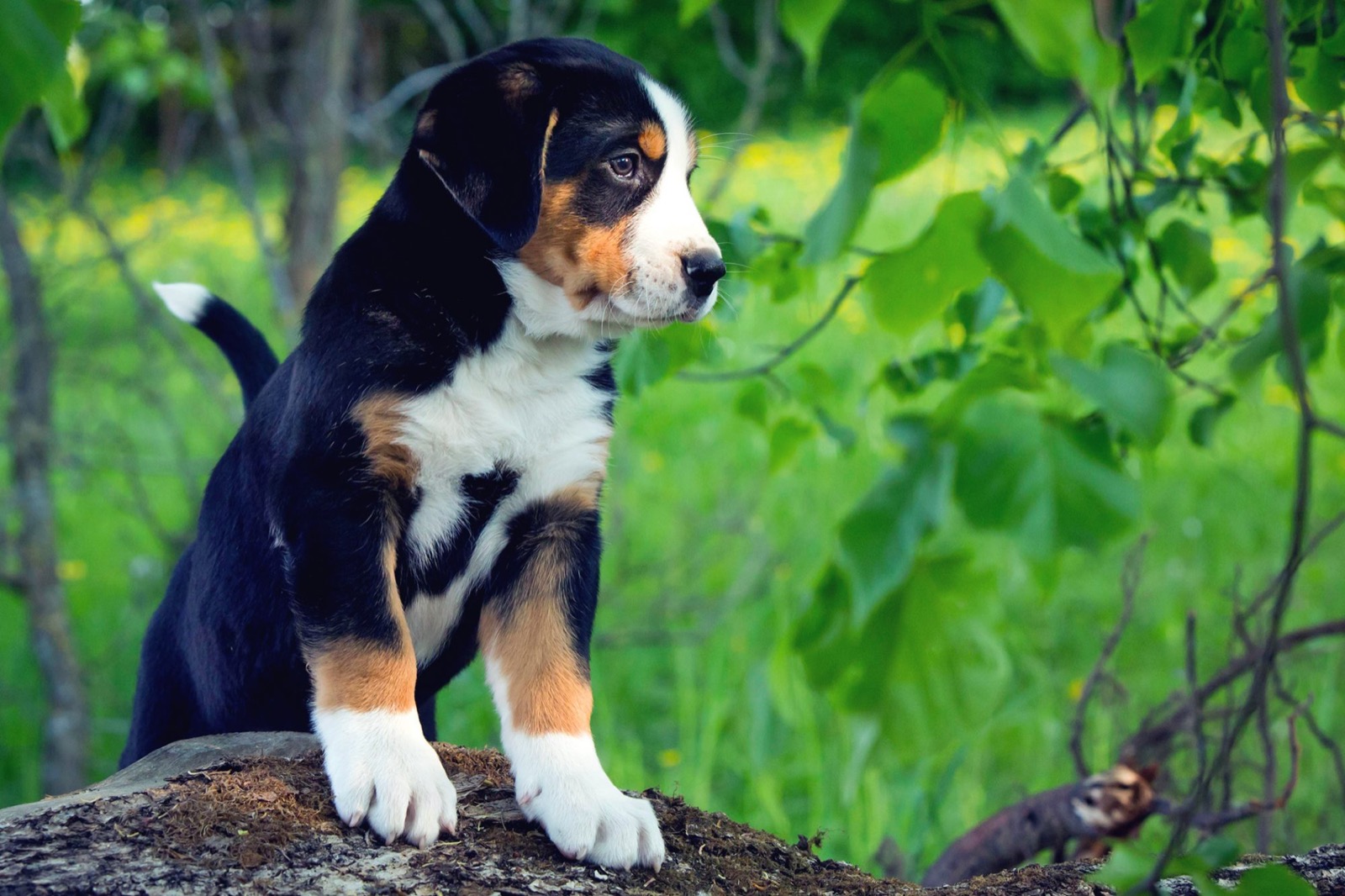 Can You Pass This Geography Quiz Where Every Question Comes With a 🐶 Dog-Related Clue? Greater Swiss Mountain Dog