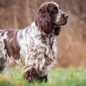 If You Want to Know the Number of 👶🏻 Kids You’ll Have, Choose Some 🐶 Dogs to Find Out English Springer Spaniel
