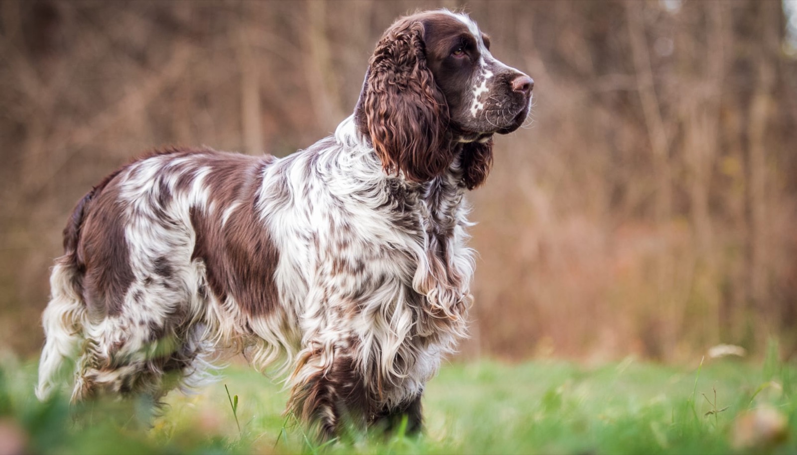 This 🐕 Dog Breeds Quiz May Be a Liiiittle Challenging, But Let’s See If You Can Score 15/20 English Springer Spaniel