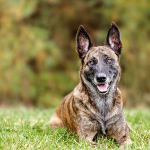 Dog Personality Quiz 🐶: What Wild Animal Are You? 🦁 Dutch Shepherd Dog