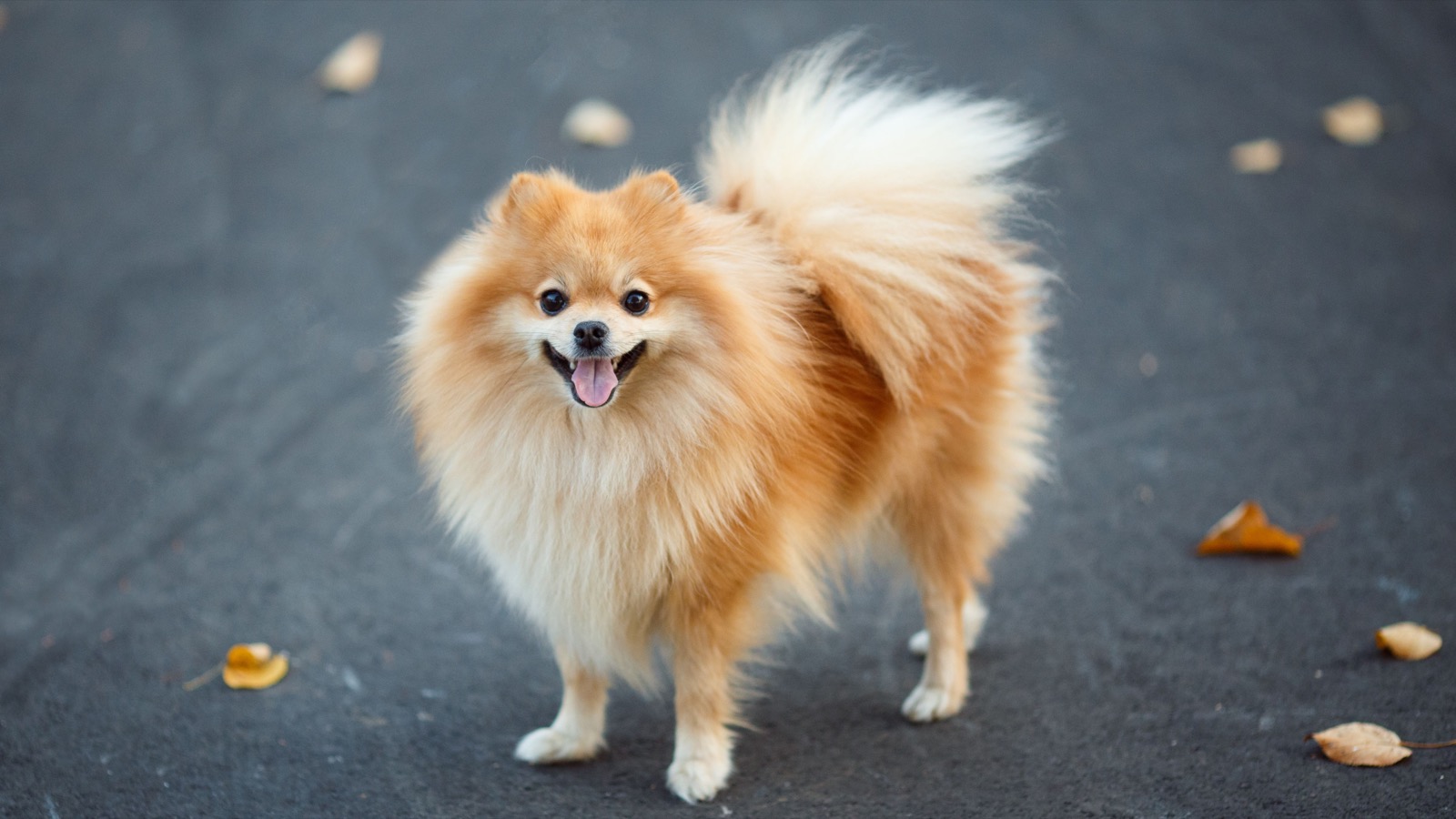 It’s OK If You Don’t Know That Many Dog Breeds. 🐶 Take This Quiz to See Some Pups Anyway German Spitz