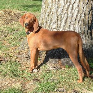 We’ve Gone to the Dogs! 🐕 Can You Ace This 20-Question Dog Quiz? Redbone Coonhound