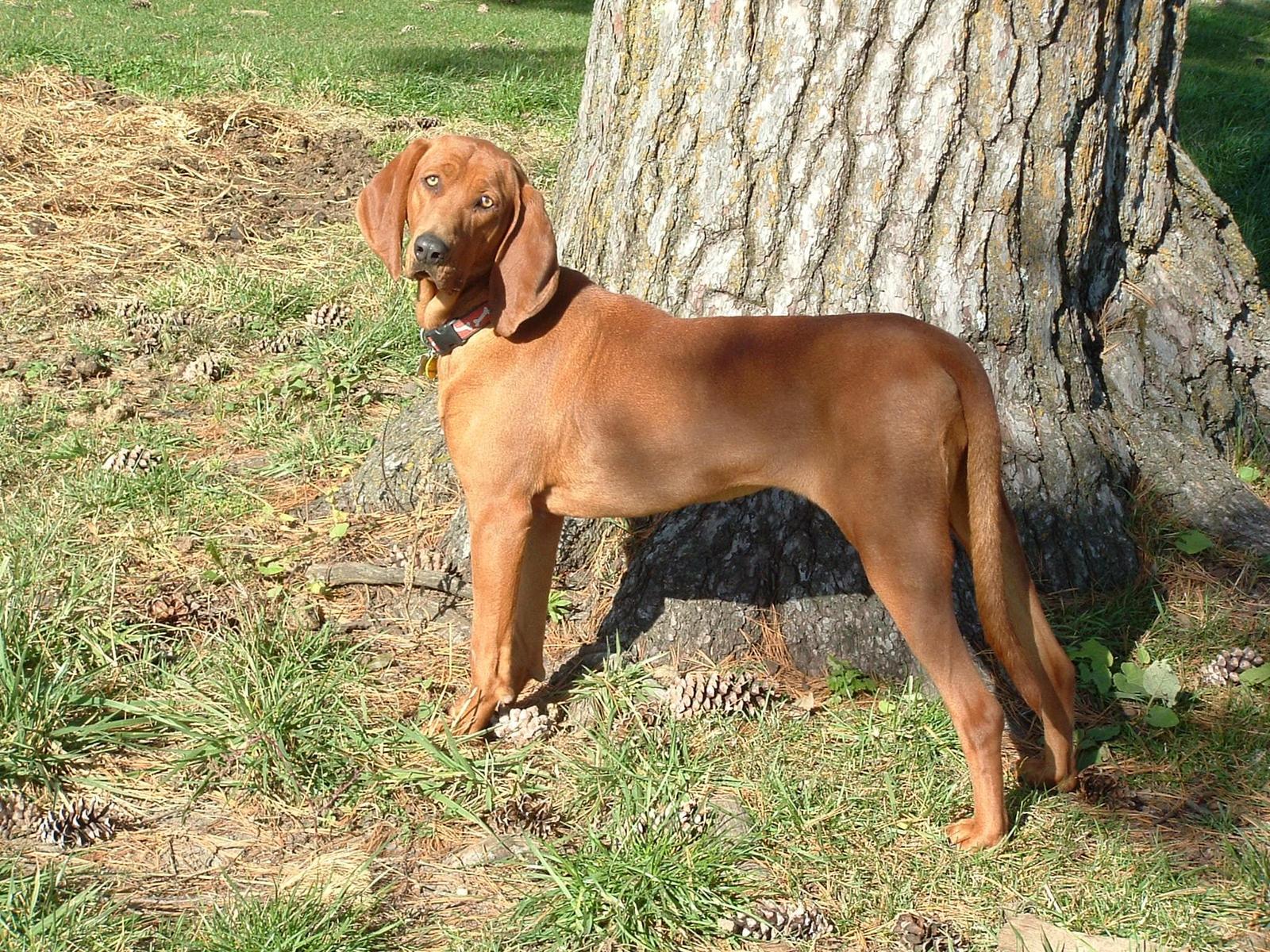 7 in 10 People Can’t Identity More Than 15 of These Dog Breeds 🐕 — Let’s See If You Can Do It Redbone Coonhound