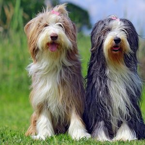 If You Want to Know the Number of 👶🏻 Kids You’ll Have, Choose Some 🐶 Dogs to Find Out Bearded Collie