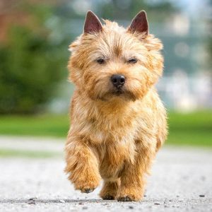 If You Want to Know the Number of 👶🏻 Kids You’ll Have, Choose Some 🐶 Dogs to Find Out Norwich Terrier