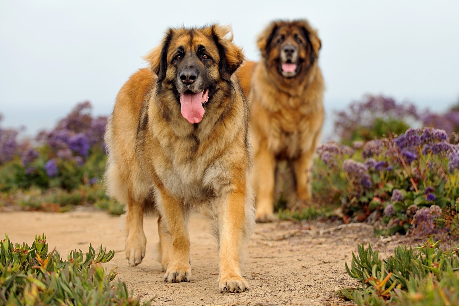 If You Want to Know the Number of 👶🏻 Kids You’ll Have, Choose Some 🐶 Dogs to Find Out Leonberger