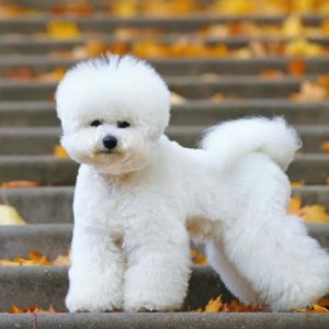 If You Want to Know the Number of 👶🏻 Kids You’ll Have, Choose Some 🐶 Dogs to Find Out Bichon Frisé
