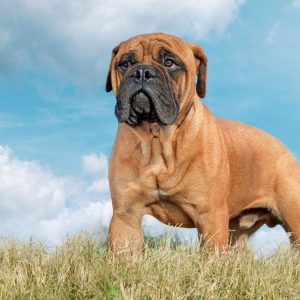 If You Want to Know the Number of 👶🏻 Kids You’ll Have, Choose Some 🐶 Dogs to Find Out Bullmastiff