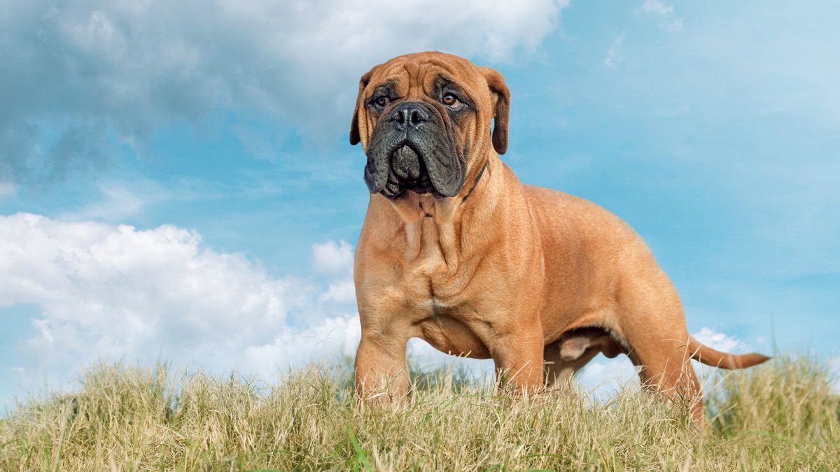 It’s OK If You Don’t Know That Many Dog Breeds. 🐶 Take This Quiz to See Some Pups Anyway Bullmastiff