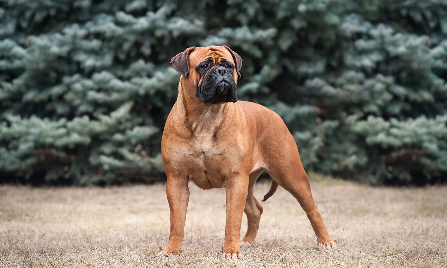 Only the Biggest Dog Lovers Can Identify All 20 of These Breeds 🐾 — Can You? Bullmastiff