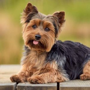 Dog Personality Quiz 🐶: What Wild Animal Are You? 🦁 Yorkshire Terrier