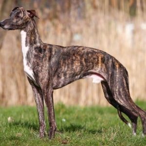 World Wildlife Day Quiz Greyhound